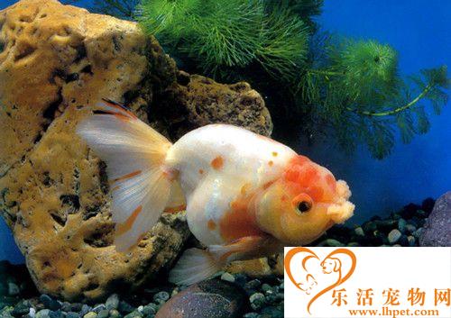 養魚用什么飼料好 選擇金魚飼料的十大原則