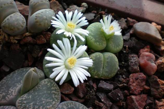 生石花怎么養？生石花的養殖方法和注意事項