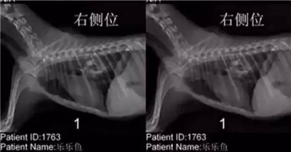狗狗誰(shuí)喂他就是主人嗎_狗狗主人是賽車手_狗狗主人是總裁電視劇