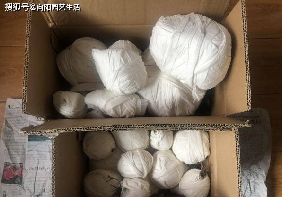秋季多肉買回家，不要著急上盆，先配土后晾根，服盆更輕松