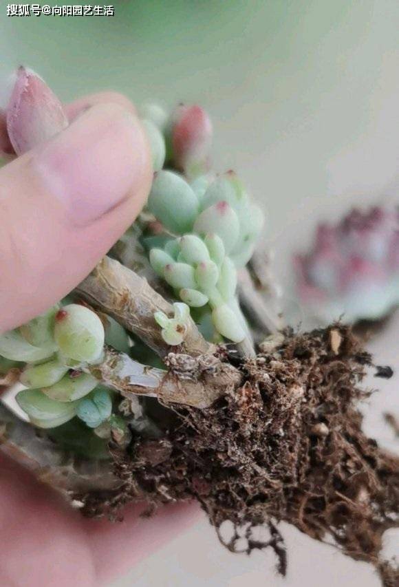 多肉不發(fā)根怎么回事_多肉發(fā)根后怎么移栽_發(fā)根的多肉怎么種