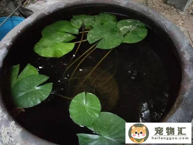 金魚除了飼料可以喂其他的嗎(金魚能不能同時喂兩種飼料)
