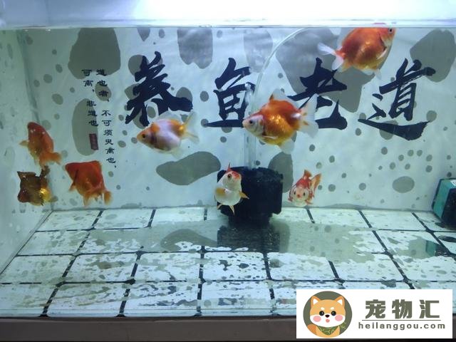 觀賞魚飼料_觀賞魚飼料_觀賞魚飼料是什么做的