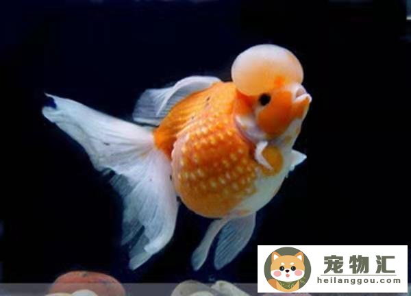 觀賞魚飼料是什么做的_觀賞魚飼料_觀賞魚飼料