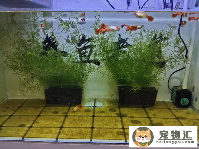 觀賞魚飼料是什么做的_觀賞魚飼料_觀賞魚飼料