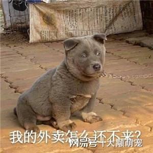 寵物店為什么不接土狗_寵物店為什么不接土狗_寵物店為什么不接土狗