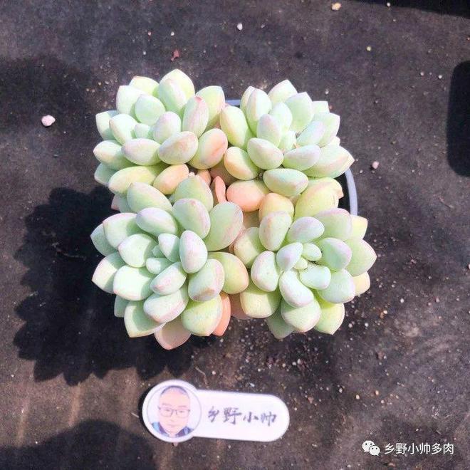 上新多肉植物，精控好養(yǎng)，最適合新手養(yǎng)護(hù)