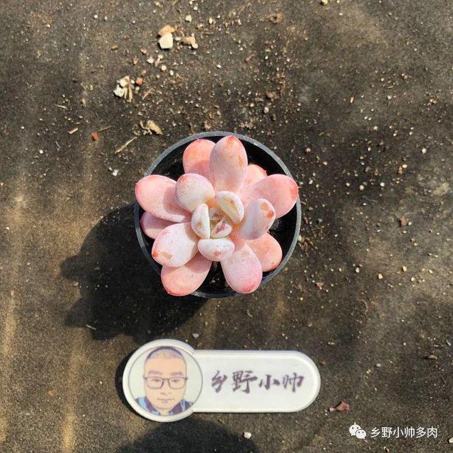 養多肉天鵝絨怎么養_多肉天鵝絨怎么養_養多肉天鵝絨好嗎