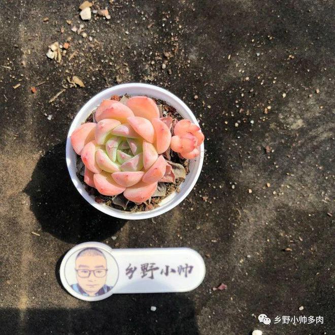 養多肉天鵝絨好嗎_養多肉天鵝絨怎么養_多肉天鵝絨怎么養