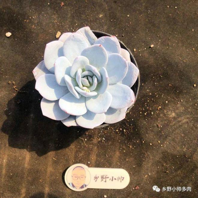 養多肉天鵝絨怎么養_養多肉天鵝絨好嗎_多肉天鵝絨怎么養