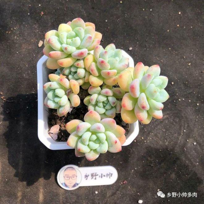 養多肉天鵝絨怎么養_養多肉天鵝絨好嗎_多肉天鵝絨怎么養