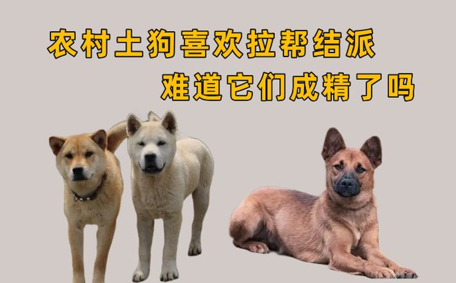 為什么在農村生活的笨狗，很喜歡拉幫結派？