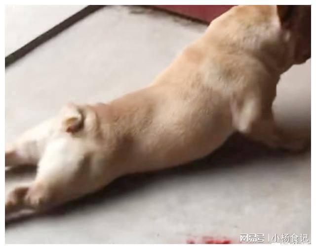 寵物店為什么不接土狗_寵物店接送狗_寵物接店土狗可以嗎