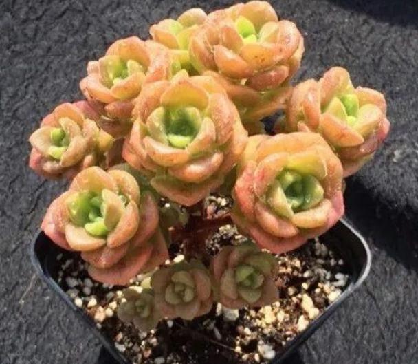 夢幻玫瑰多肉怎么養_夢幻玫瑰多肉是什么屬_多肉夢幻玫瑰
