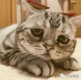 流眼淚貓_貓流眼淚是什么原因_流眼淚的貓貓表情包