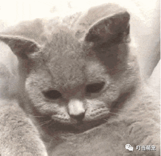 流眼淚的貓貓表情包_貓流眼淚是什么原因_流眼淚貓