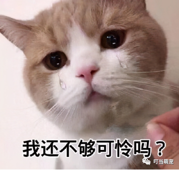 流眼淚貓_貓流眼淚是什么原因_流眼淚的貓貓表情包
