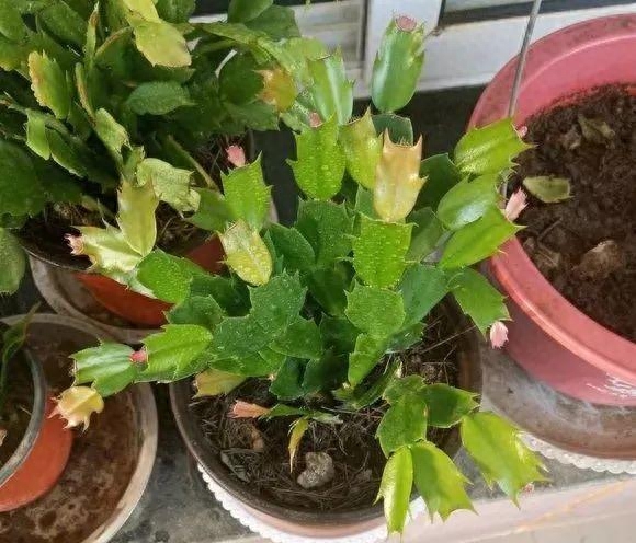 蟲子白色多肉叫什么_多肉蟲子白色_多肉白色的蟲