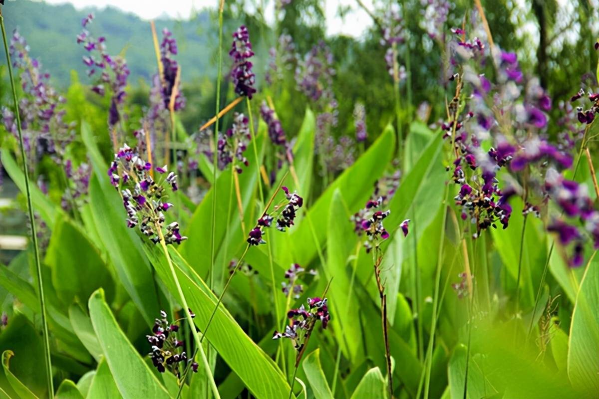 家中養(yǎng)什么植物花卉比較好_花卉家中養(yǎng)植物好比較好的品種_花卉家中養(yǎng)植物好比較好的