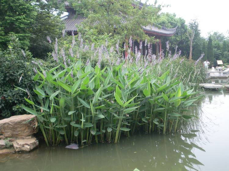 花卉家中養(yǎng)植物好比較好的_家中養(yǎng)什么植物花卉比較好_花卉家中養(yǎng)植物好比較好的品種