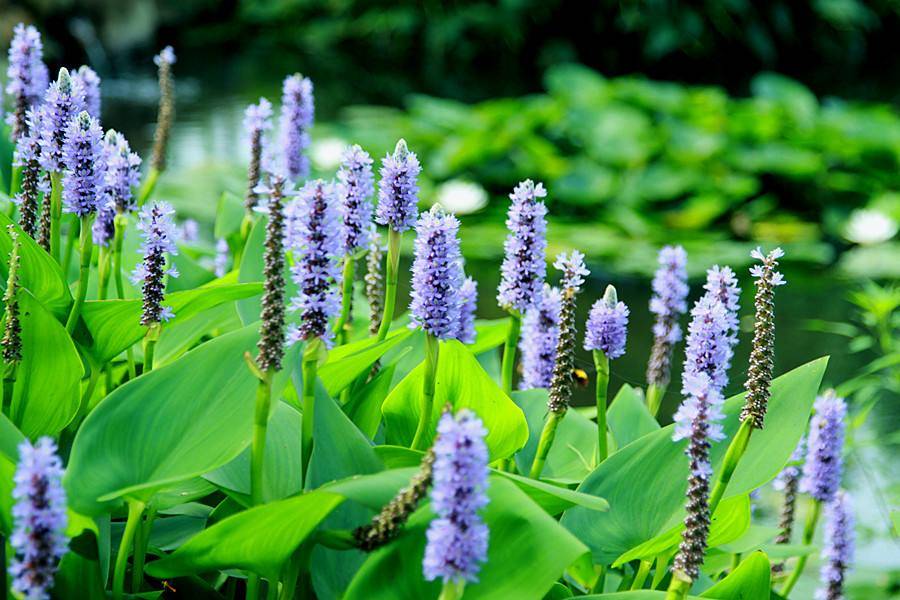 花卉家中養(yǎng)植物好比較好的_家中養(yǎng)什么植物花卉比較好_花卉家中養(yǎng)植物好比較好的品種