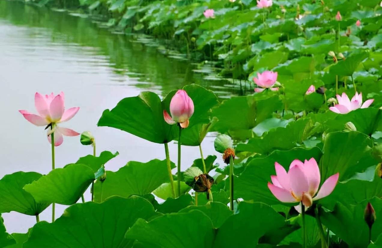 花卉家中養(yǎng)植物好比較好的品種_花卉家中養(yǎng)植物好比較好的_家中養(yǎng)什么植物花卉比較好