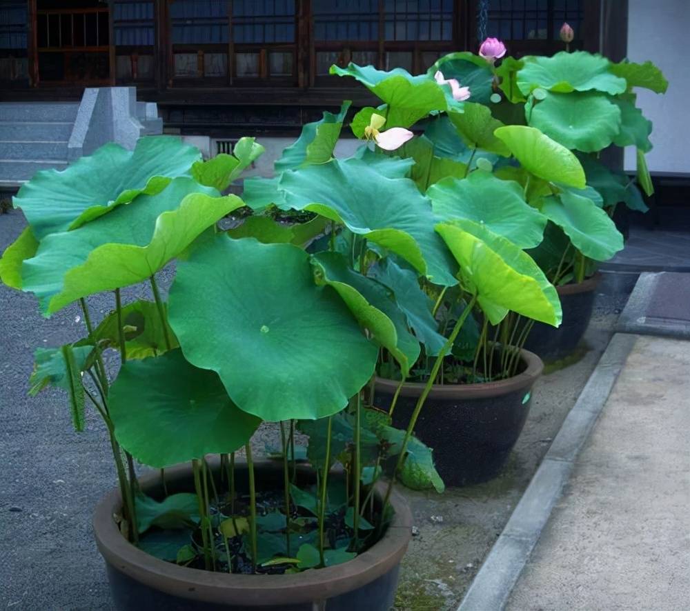 花卉家中養(yǎng)植物好比較好的_家中養(yǎng)什么植物花卉比較好_花卉家中養(yǎng)植物好比較好的品種