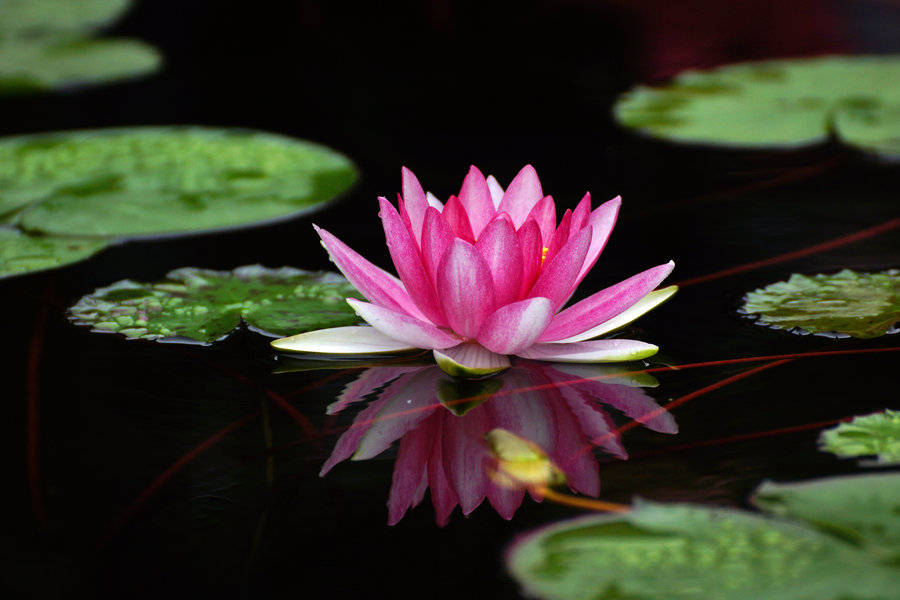 家中養(yǎng)什么植物花卉比較好_花卉家中養(yǎng)植物好比較好的品種_花卉家中養(yǎng)植物好比較好的