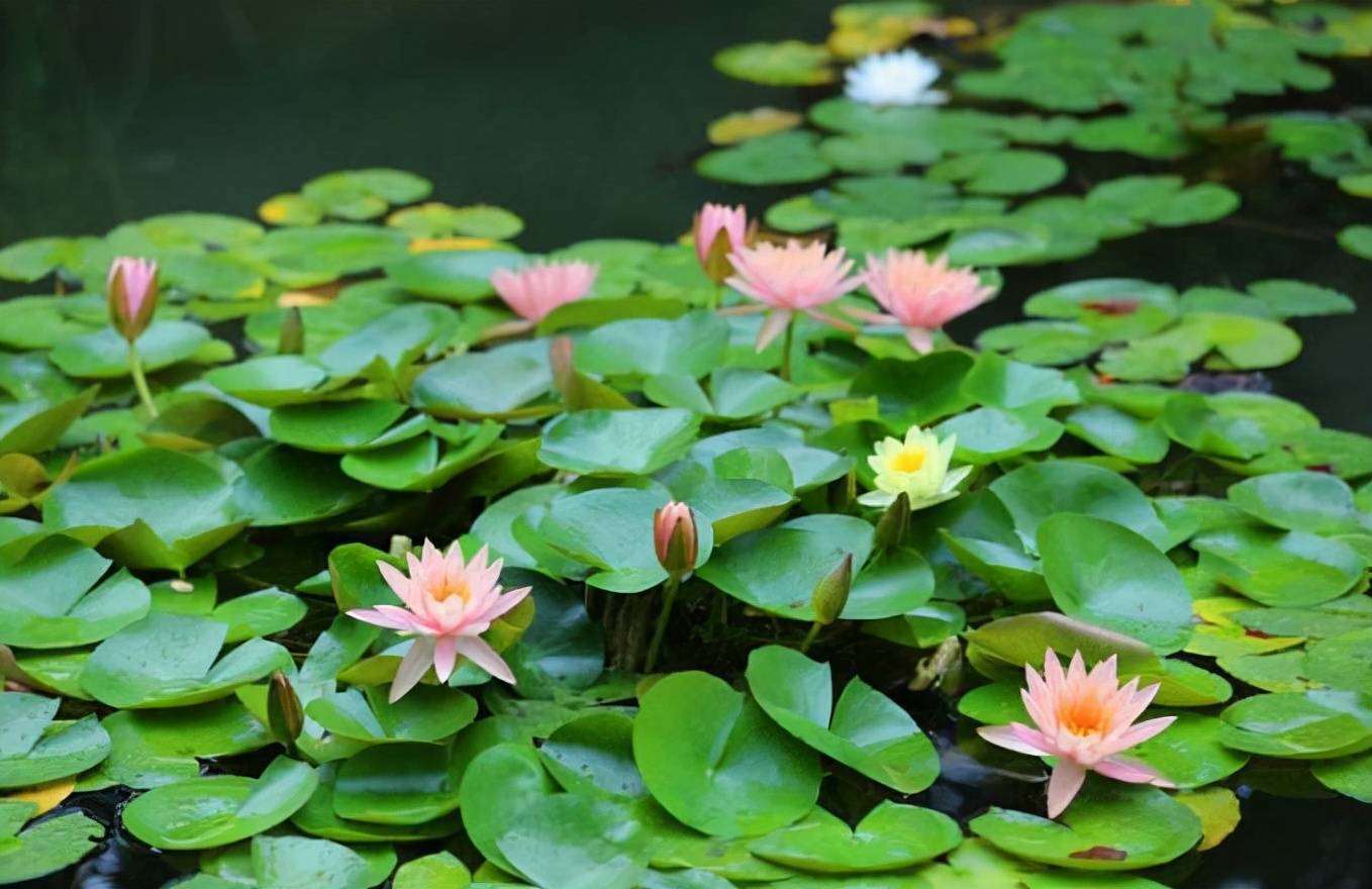 花卉家中養(yǎng)植物好比較好的_家中養(yǎng)什么植物花卉比較好_花卉家中養(yǎng)植物好比較好的品種