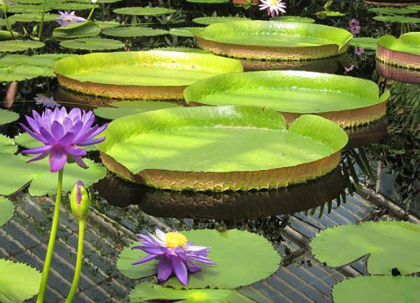 花卉家中養(yǎng)植物好比較好的品種_花卉家中養(yǎng)植物好比較好的_家中養(yǎng)什么植物花卉比較好