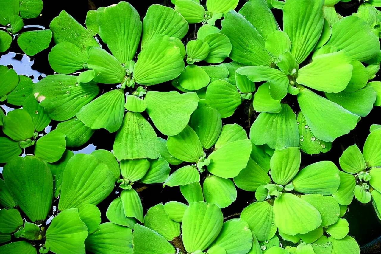 家中養(yǎng)什么植物花卉比較好_花卉家中養(yǎng)植物好比較好的_花卉家中養(yǎng)植物好比較好的品種