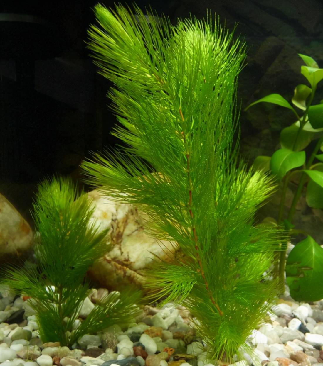 花卉家中養(yǎng)植物好比較好的_家中養(yǎng)什么植物花卉比較好_花卉家中養(yǎng)植物好比較好的品種