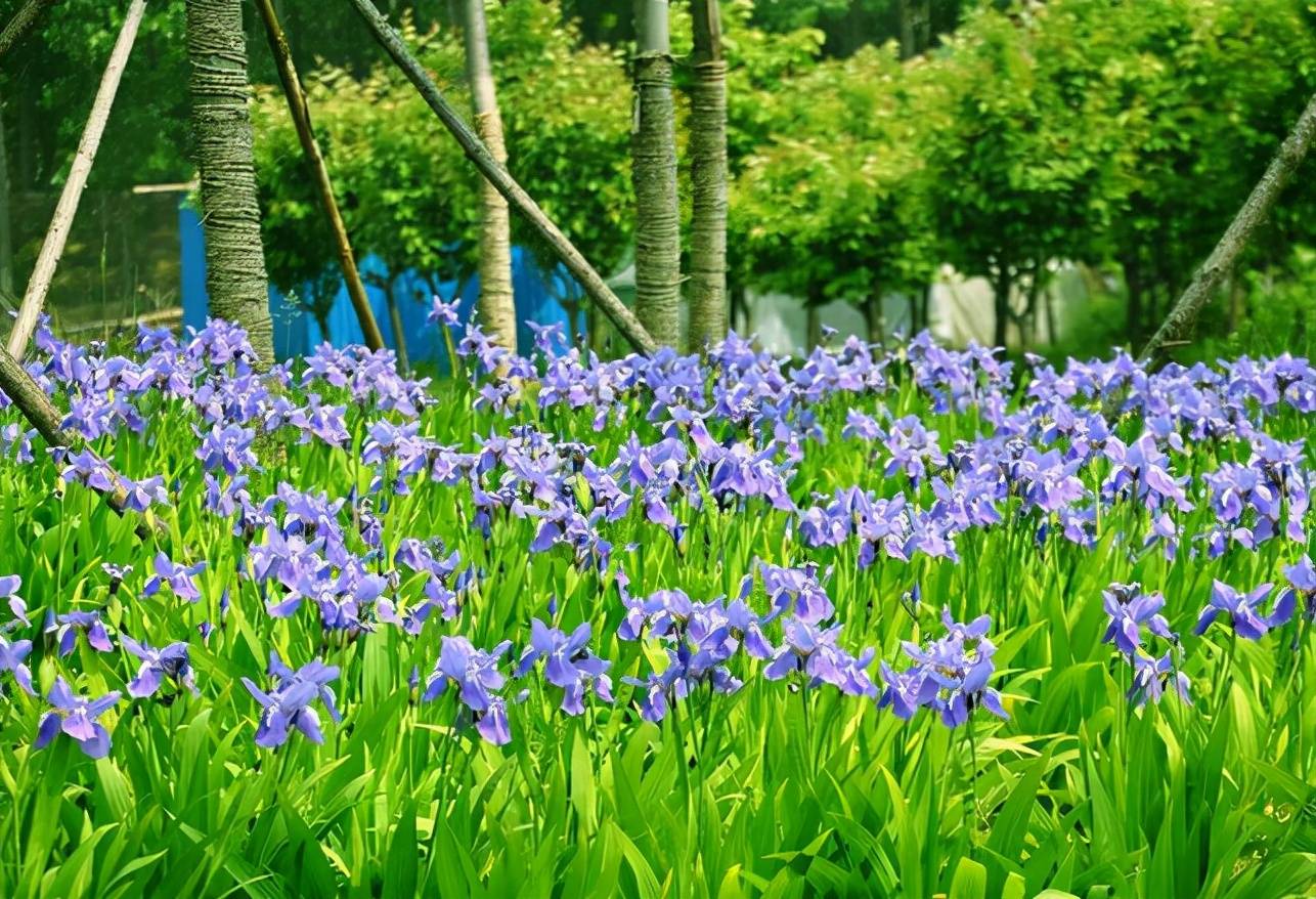 花卉家中養(yǎng)植物好比較好的_花卉家中養(yǎng)植物好比較好的品種_家中養(yǎng)什么植物花卉比較好