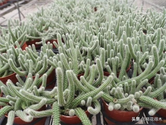多肉長蟲子白色的_多肉蟲子白色_多肉白色的蟲
