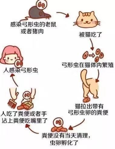 懷孕了家貓可以養(yǎng)嗎_貓孕婦能養(yǎng)貓嗎_懷孕可以養(yǎng)貓嗎