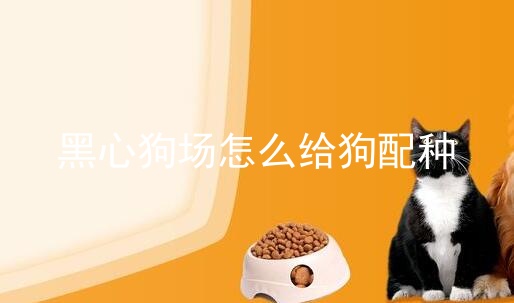 黑心狗場怎么給狗配種