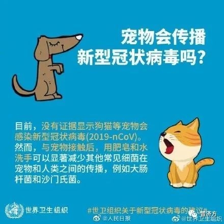 懷孕期間寵物貓能養嗎_懷孕可以養貓嗎_懷孕貓能養嗎