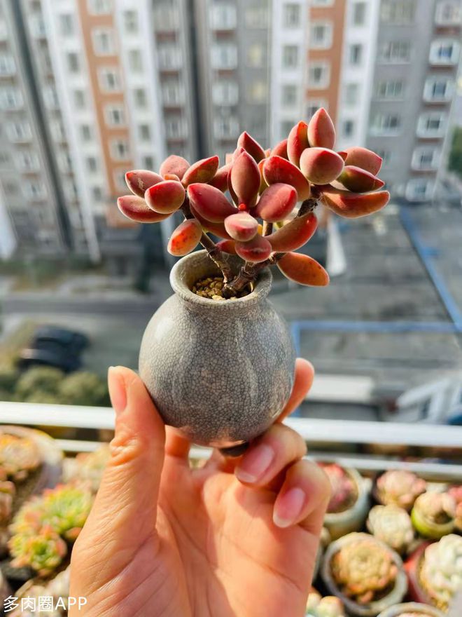 毛茸茸的肉肉你都了解嗎？這些你不知道的細節(jié)~