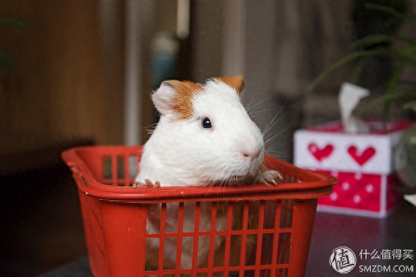 寵物狗的品種大全_寵物大全品種狗排名_寵物狗大全狗品種介紹