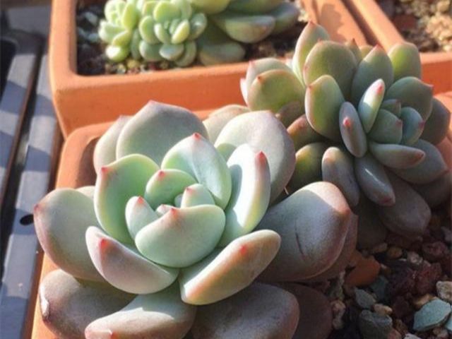 多肉專用土能養別的花嗎_多肉專用土怎么配_專用土配多肉好養嗎