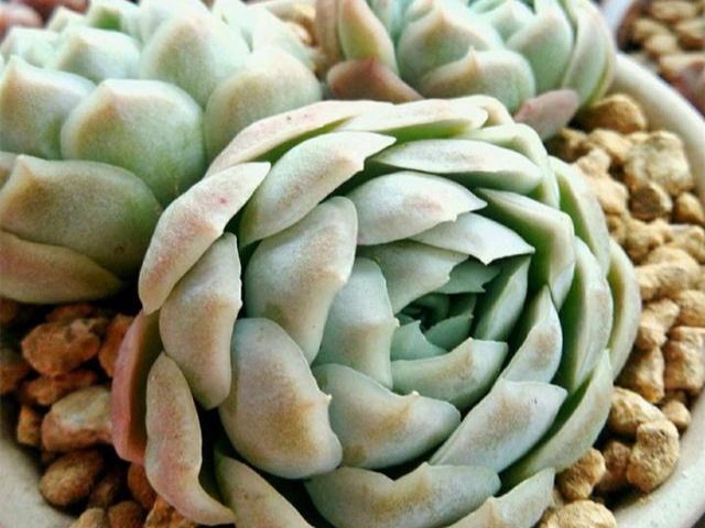 多肉專用土能養別的花嗎_多肉專用土怎么配_專用土配多肉好養嗎