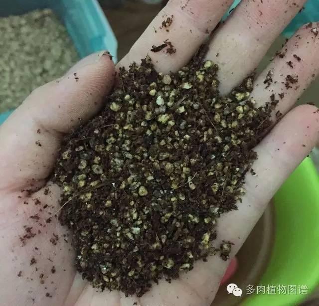 還在花錢買土？圖解多肉配土的奧秘，別怪我沒告訴你！