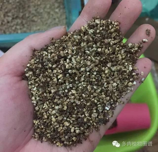 還在花錢買土？圖解多肉配土的奧秘，別怪我沒告訴你！