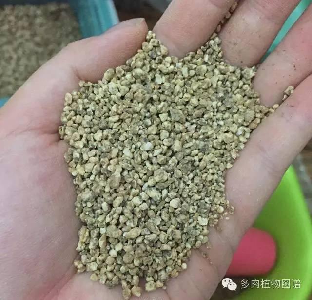 還在花錢買土？圖解多肉配土的奧秘，別怪我沒告訴你！