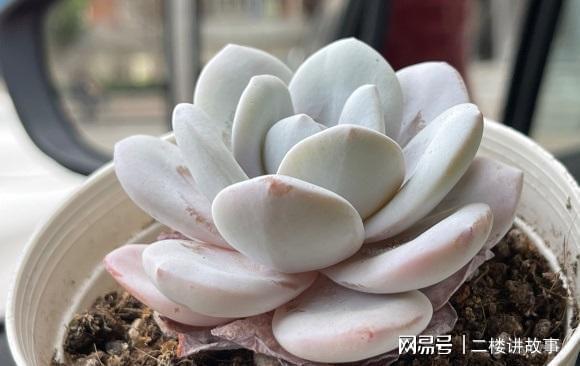 養土多肉花好用不_養多肉用什么土質最好_多肉花用什么土養最好