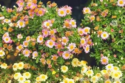 象湖濕地公園坐幾路公交車_象湖濕地公園要門票嗎_象湖濕地公園游玩攻略