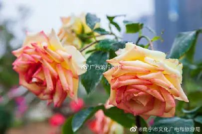 象湖濕地公園游玩攻略_象湖濕地公園坐幾路公交車_象湖濕地公園要門票嗎