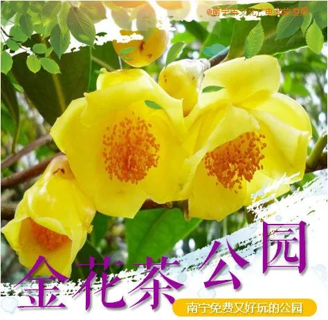 象湖濕地公園要門票嗎_象湖濕地公園坐幾路公交車_象湖濕地公園游玩攻略