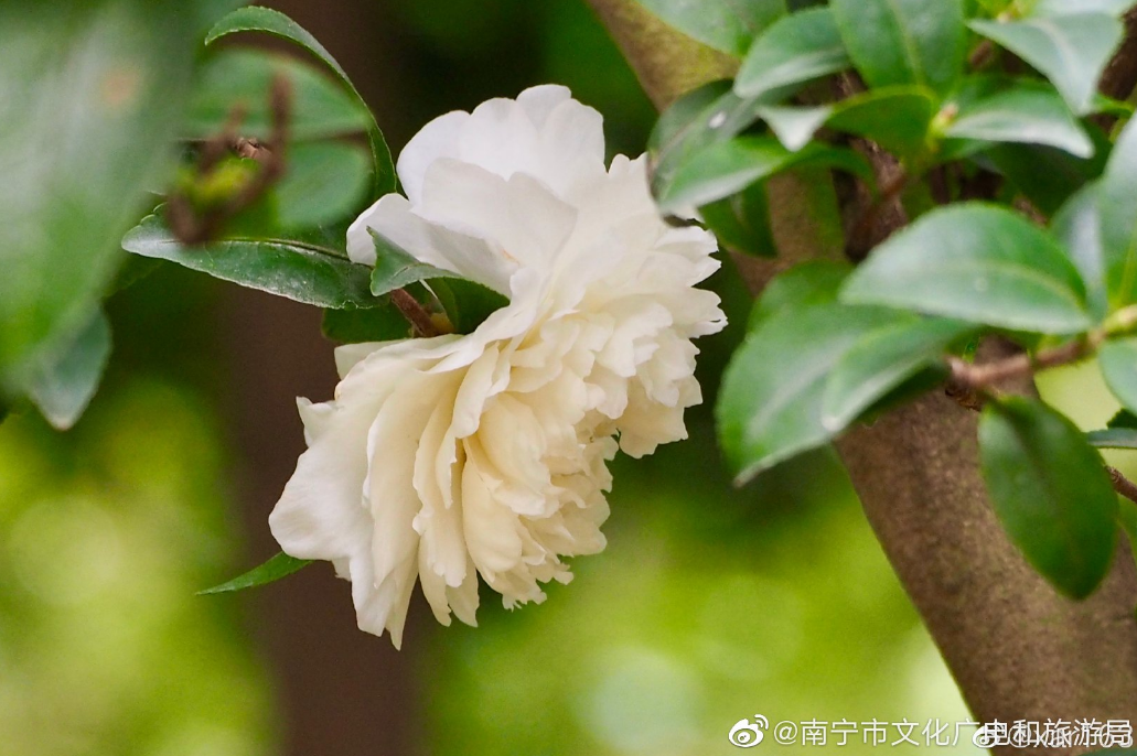 象湖濕地公園游玩攻略_象湖濕地公園坐幾路公交車_象湖濕地公園要門票嗎