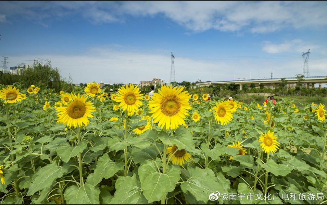 象湖濕地公園坐幾路公交車_象湖濕地公園游玩攻略_象湖濕地公園要門票嗎